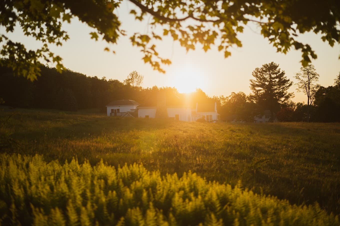 beautiful house in greenery